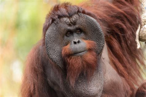 orangutan tits|orangutan